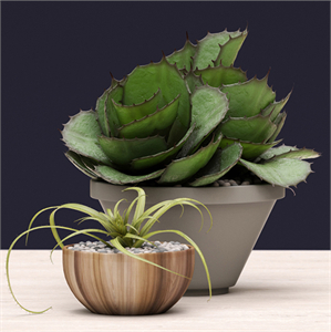 Succulents